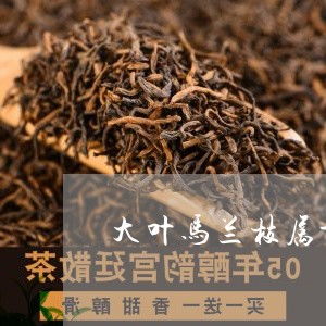 讲解揭秘信息 大叶马兰枝属于什么茶 中草药大叶马兰头的功效 6月已更新动态 爱喝茶