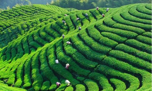 首个国际茶日 坦洋茶谷春季茶旅入选 全国茶乡旅游精品线路