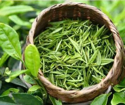 小茶叶“变身”脱贫大产业