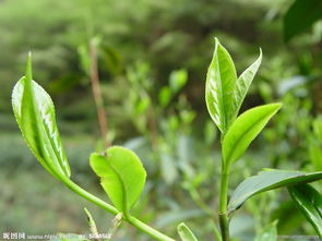 桐城市百花茶叶专业合作社