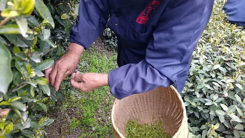 3万一斤的西湖龙井 卖不出去了