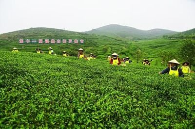 第十一届福鼎白茶开茶节在线上拉开序幕