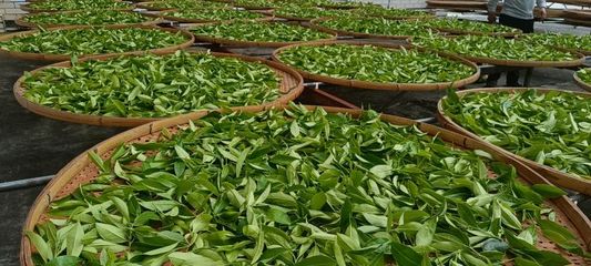 漳平市南洋镇迎来春茶采摘期