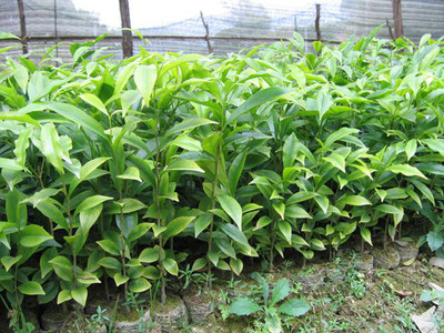 广东罗定市香莉合作社大量供应*沉香苗 大杯沉香苗 沉香茶