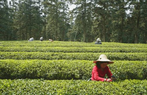 春光美,新茶香 浮梁19万亩茶园开园