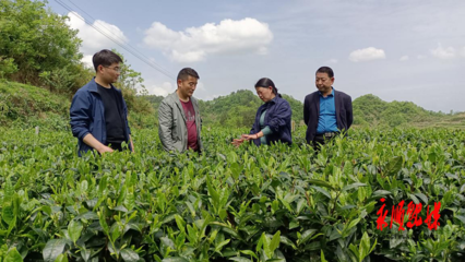 从在外打工到种茶大户--记永顺县长丰茶叶专业合作社理事长王连双
