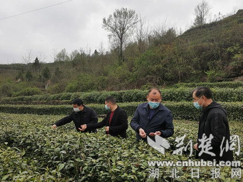 郧阳区审计局关注惠农政策落实助力乡村产业振兴