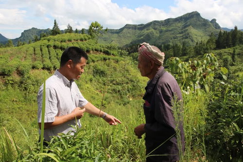 一片茶 两地情 致富三村百姓 中寨镇 白叶一号 茶产业发展工作侧记 肖强深入中寨镇调研指导 白叶一号 茶园建设工作