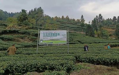 茶歌越千里!鄂州电商收到一份特殊快递